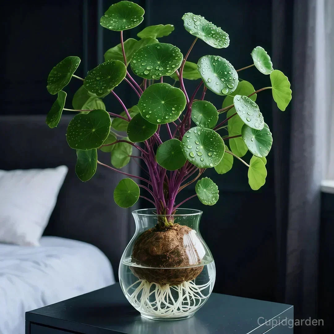Indoor Plant Sculptural Tuber Low-Maintenance
