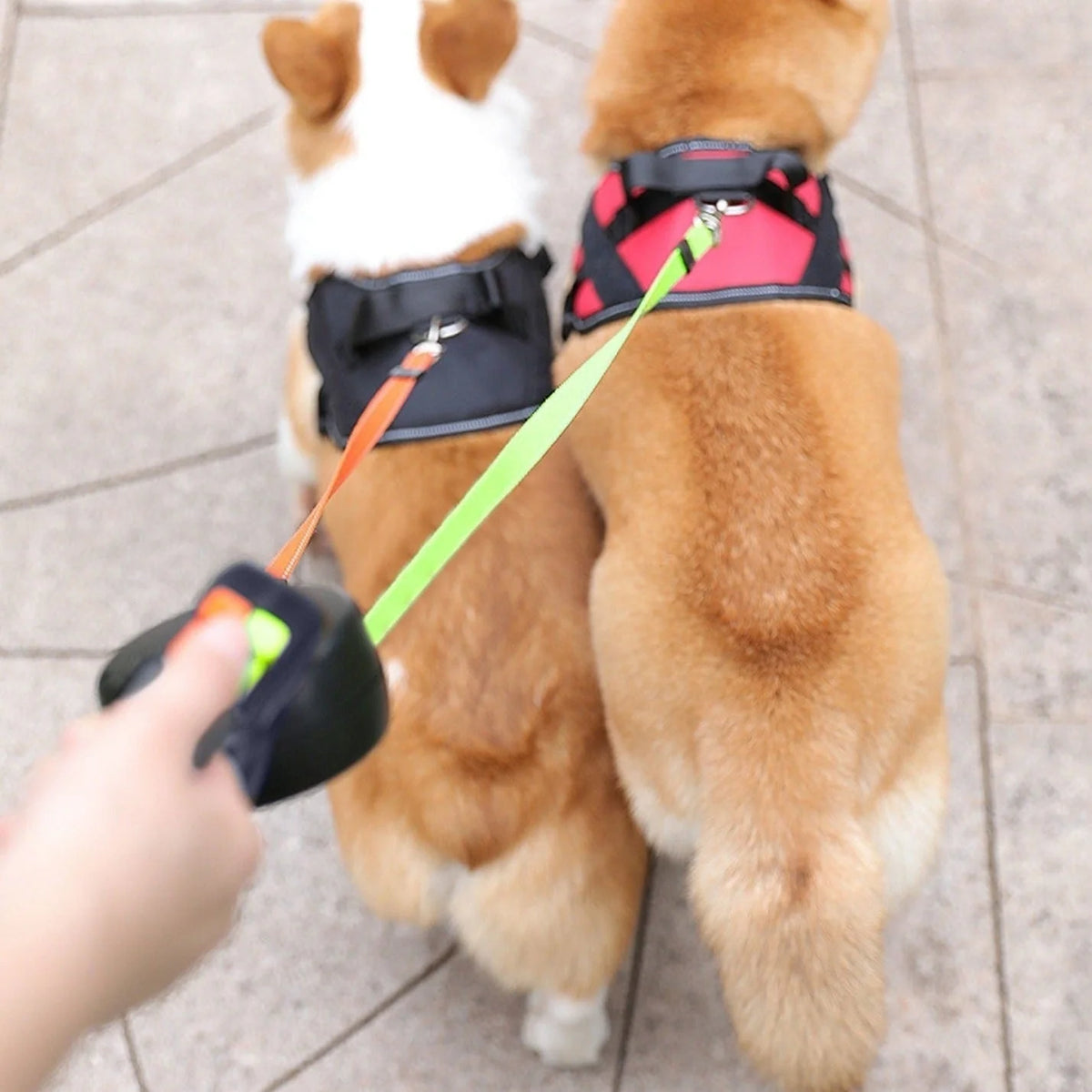 Double Retractable Leash 360° Swivel & LED Light