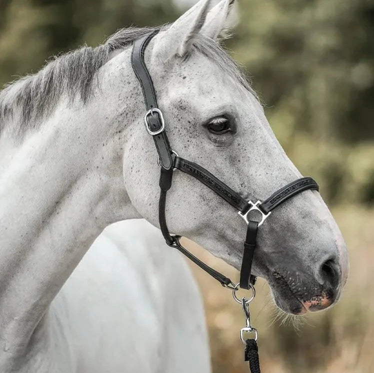 Horse Advent Calendar 24-Day Countdown With Grooming Accessories