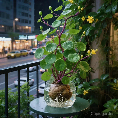 Indoor Plant Sculptural Tuber Low-Maintenance