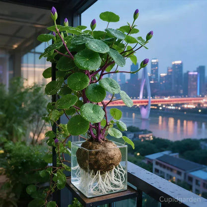 Indoor Plant Sculptural Tuber Low-Maintenance