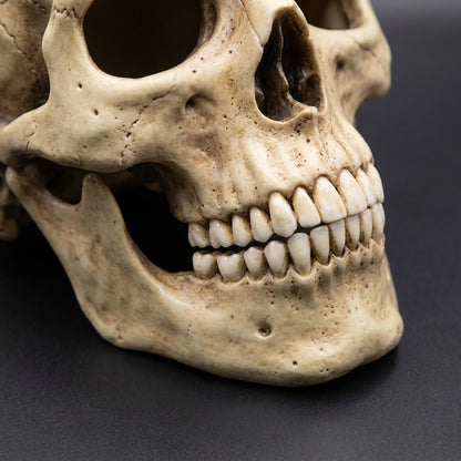 Skull Mask Full-Head Coverage Movable Jaw Soft Latex